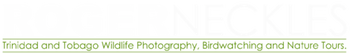 Logo Roger Neckles