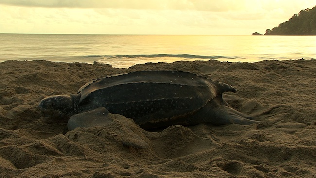 Lederschildkröte am Strand