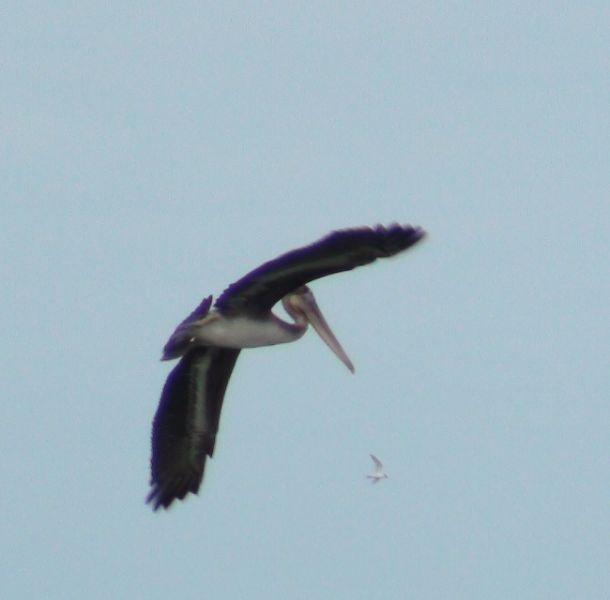 files/tigersnail/content/images/11-05-16_Pelican01.jpg