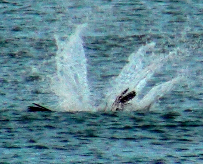 files/tigersnail/content/images/11-05-16_Pelican02.jpg
