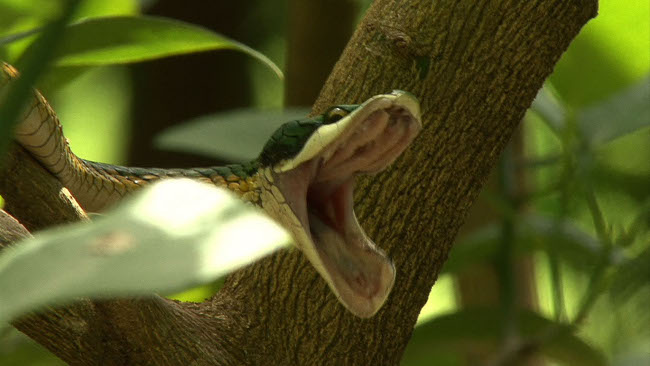 files/tigersnail/content/images/11-06-21-Parrotsnake.jpg