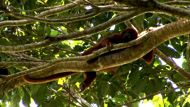 files/tigersnail/content/images/11-06-21-Red_Howler.jpg