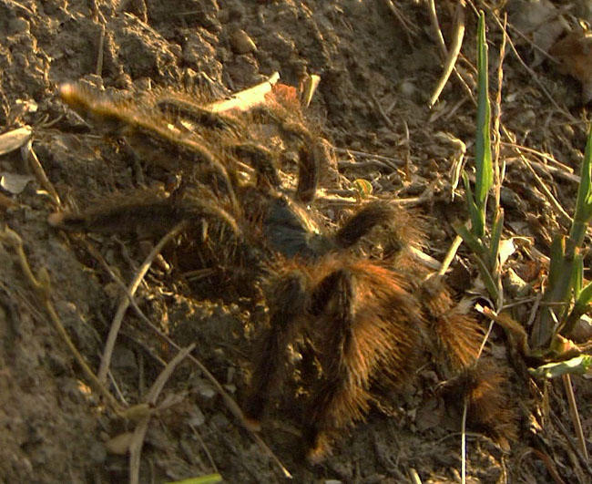 files/tigersnail/content/images/11-06-21-Spider.jpg
