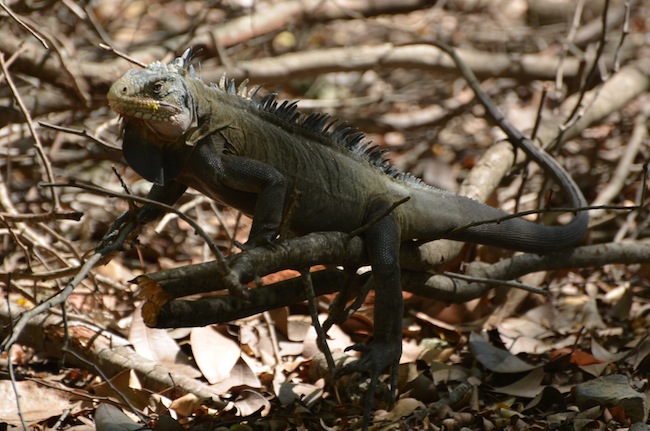 files/tigersnail/content/images/12-03-02_IletChancel_Leguan.jpg