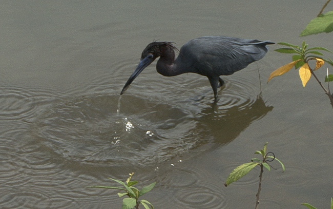 files/tigersnail/content/images/2011-04-29-Blue-Heron-3-1.JPG