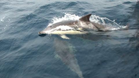 Delfin